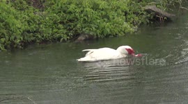 Ducks make love in a pond in the rain, and afterwards have a vigorous washing session.