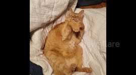 Portly cat lazily dozes off during play time in Austin, Texas