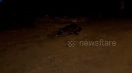 Aggressive crocodile with severed tail rescued from residential area in western India
