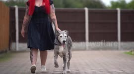 British Great Dane is the oldest in the world - thanks to chicken dinners and lots of love