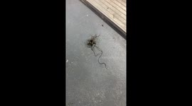 US father and son horrified as parasitic worm wriggles out of cricket's corpse