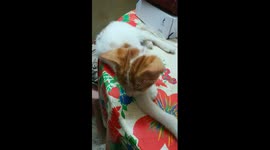 Maya Kitten On Camera