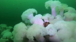 Fluffy anemones growing off the coast of Monterey, California