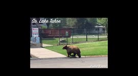 Mamà Bear and  her two cubs were taking a walk in a neighborhood in South Lake Tahoe ca.