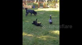 Duck shows who's king of the yard among group of dogs