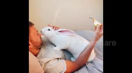 UK: Bunny Does Not Believe In Personal Space