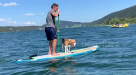 Adorable footage shows a beach loving beagle enjoying paddle boarding for the first time