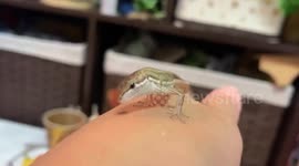 Japan: Hungry Grass Lizard Mistakes Owner’s Mole For A Yummy Insect