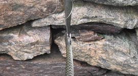 Rare moment two snakes have tug-of-war over fish in India