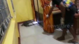 Wild monitor lizard rampages through Buddhist temple in Thailand