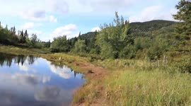 Alaskan Malamute Sojou Running to Unload