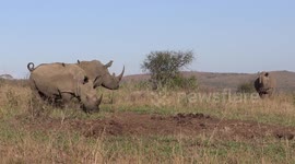 Amazing video of Rhino marking territory including a Flehmen grimace after female urinates