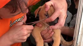 Orphan puppy given instant relief from pain after sharp foxtail removed from eye at Mexican shelter