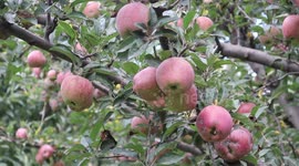 Apple production down 50 percent in Kashmir as hit by inclement weather and disease