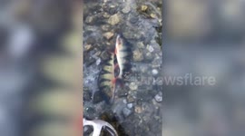 Walker in Sweden breaks ice with hammer to save fish trapped in frozen lake