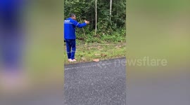 Tony baby turtle rescued from wet mountain road in Thailand