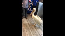 Wild pelican enters restaurant and instantly lifts spirits of Beirut diners
