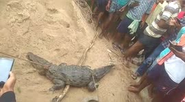 Forest officials rescue endangered crocodile from paddy field in southeast India