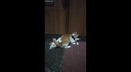 Kittens caught in action