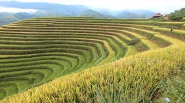 Stunning terraced rice fields filmed during harvest season in Vietnam