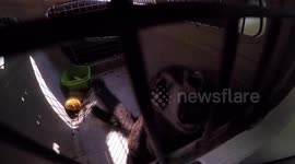 White-nosed coatis are released into the wild after being rescued and treated in Animal Conservation Organizations