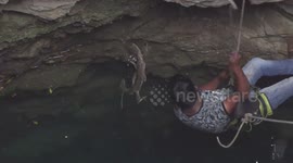 Heroic rescuer climbs down 100-feet well to  save monitor lizard