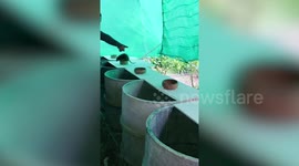 Breeder trains bandicoot rat to follow his hand signals