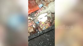 Monitor lizard with swollen belly baffles residents in Indonesia