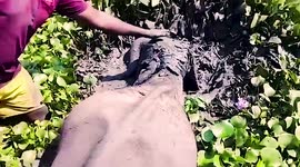 Forest officials rescue baby elephant stranded in mud in Sri Lanka