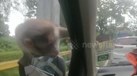 Monkey climbs car, extorts food from holiday-goers in southern India