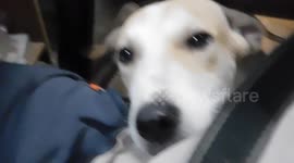 my dog dont like that i am working