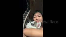 Husky puppy too shy to see people