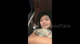 Adorably shy husky puppy hides when she sees strangers in Australia