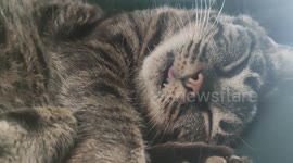 cat snoring and twitching