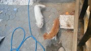 temp