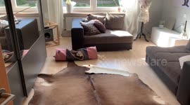 Hundewelpe Cleo und Katze Johnny spielen im Knistertunnel