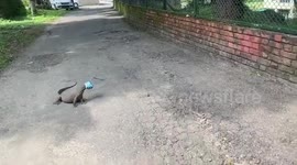 Man removes plastic container stuck on monitor lizard's head in northern India