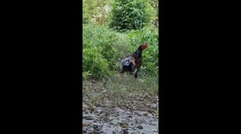 The funny chicken tries to chase and attack its tail