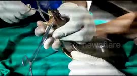 Turtle gets new lease of life after swallowing fish hook