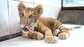 World's only female liger and male tiger offspring turns 100-days-old in China