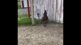 A Rare But Entertaining Fight Between Two Bennetts Wallabies