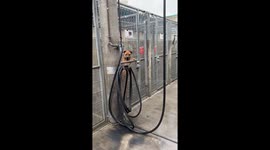 Animal Rescuer Filming Her Experience With An Adorable Dog Ginger