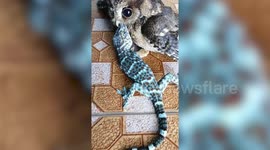 Baby owl found eating a live gecko in Thailand
