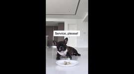 Intelligent frenchie need service  Funny