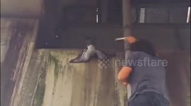 Saving a Pigeon with its leg stuck in wiring under a bridge in Vancouver.