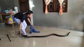 Huge cobra caught after slithering into Thai woman's house while she was breastfeeding