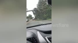 Fallen tee blocks road after Hurricane Sally hits Florida