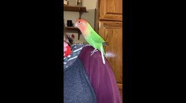 Crazy lovebird jumps to the beat