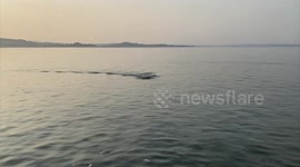 Stunning video shows bluefin tuna getting up close to paddleboarder in estuary