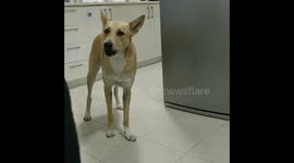 His name is Simba for a reason!